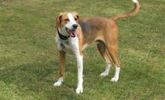 ENGLISH foxhound - Scent hound - hunting DOG specialist