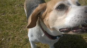 scent hounds table, the beagle