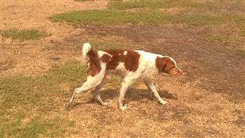 gorden setter gun dog