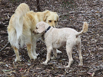 two bird dogs cocker and golden retriever