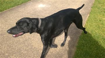 German short haird pointer hunting dog