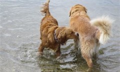 Golden retriever BIRD DOG, gun dog, water dog hunting skills