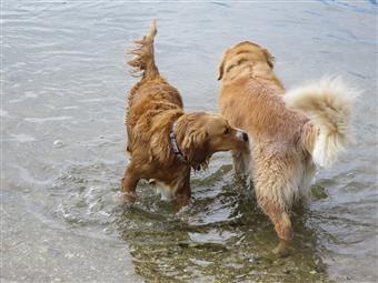 golden retrievers front and back