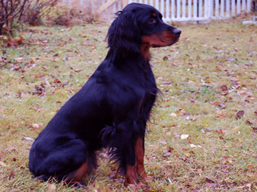 Gorden Setter Hunting dog