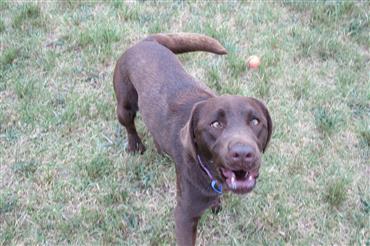 labrador retriever hunting dog