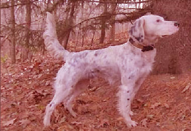 english setter hunting dog