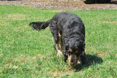 english Cocker Spaniel hunting dog