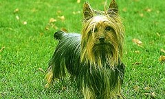 Silky Terriers  are a non shedding dog with hunting dog roots