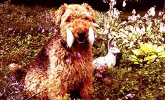 Welsh terriers are a non shedding dog and are a fearsome small hunting dog