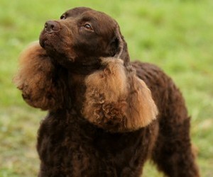 american water spaniel