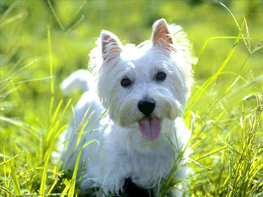 west highland terrier