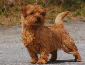 norfolk_terrier hunting dog