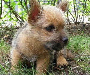norwich terrier hunting dog