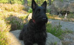 The Scottish Terrier as a hunting dog and family pet
