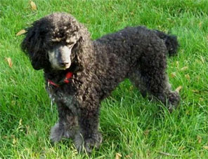 poodle mini