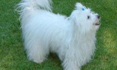 The Coton De Tulear non sporting dog used to be from ratter bichon stock