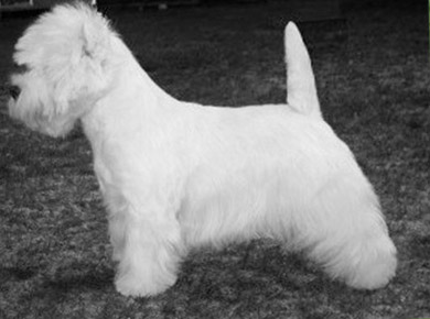 dandie dinmont