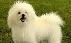 Bolognese  hunting dog relative to the bichon Frise and Havanese