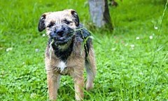 Border terrier hunting dog that is close to its roots