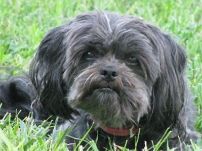 affenpinscher dog