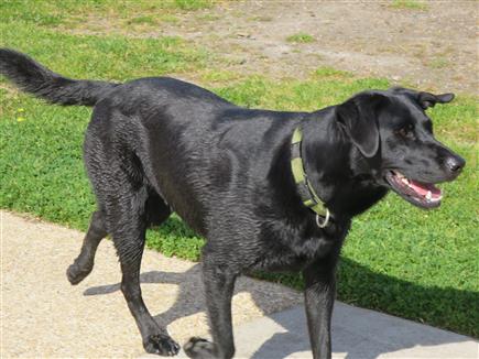 big black lab hunting dog