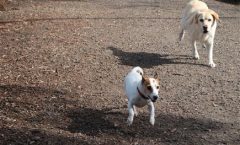 Is a Jack Russell Right For You?