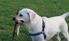 The Best Hunting Dogs